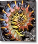 Millipede - Apheloria Virginiensis - Polydesmida Xystodesmidae Metal Print