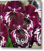 Miltoniopsis  4749 Metal Print