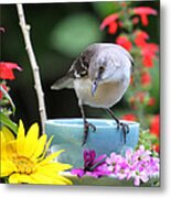 Mockingbird And Teacup Photo Metal Print