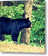 Momma Bear Metal Print