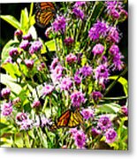 Monarch Butterfly Couple Metal Print