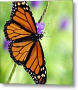 Monarch Butterfly In Spring Metal Print
