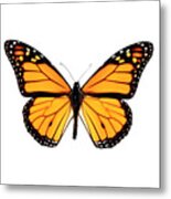 Monarch Butterfly Isolated On White Background Metal Print