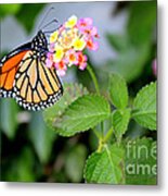 Monarch Butterfly On A Flower Metal Print
