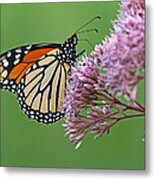 Monarch Butterfly Photography Metal Print