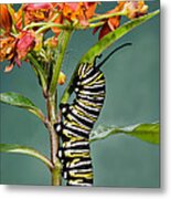 Monarch Caterpillar On Milkweed Metal Print