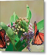 Monarch Gathering Metal Print