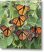 Monarch Migration Metal Print