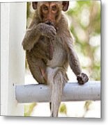 Monkeys Cute Sitting On A Steel Fence Metal Print