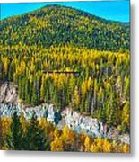 Montana Aspens Metal Print