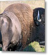 Montana Buffalo Bison Bull Metal Print
