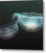 Moon Jelly Pair Prince William Sound Metal Print