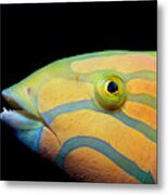 Moon Wrasse Metal Print