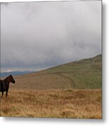 Moorland Pony, Davidstow, Bodmin Moor Metal Print