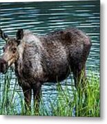 Moose Metal Print