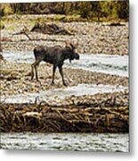 Moose Crossing River No. 1 - Grand Tetons Metal Print
