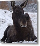 Moose In Snow Metal Print