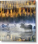 Moose Lake Metal Print