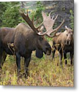 Moose In Chugach State Park Metal Print