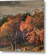 Morning Beauty Metal Print