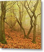 Morning Fog In The Palatinate Forest Metal Print