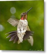 Morning Greeter Metal Print