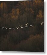 Morning Mood Metal Print