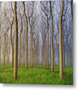 Morning Of The Forest Metal Print