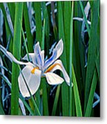 Morning Smile - Wild African Iris Metal Print