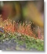 Moss Metal Print