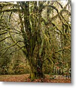 Moss-covered Bigleaf Maple Metal Print