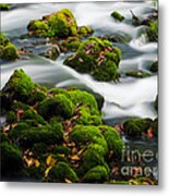 Mossy Spring Metal Print