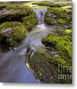 Mossy Stream Metal Print