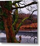 Mossy Tree Leaning Over The Smooth River Wharfe Metal Print