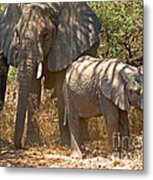 Mother And Baby Elephant Metal Print