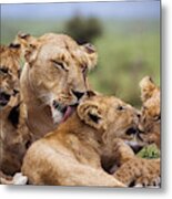 Mother And Lion Cubs Metal Print