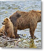 Mother Brown Bear And Cubs Resting On Shore Metal Print