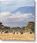 Mount Kilimanjaro Amboseli Metal Print