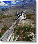 Mount Saint Helens Felled By The Volcano Metal Print