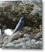 Mountain Bluebird Metal Print