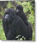 Mountain Gorilla Gorilla Beringei Metal Print