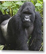 Mountain Gorilla Silverback Rwanda Metal Print