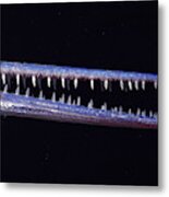 Mouth Of Needlefish Metal Print