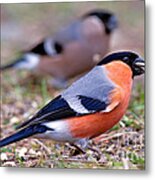 Mr And Mrs Bullfinch Metal Print