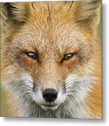 Mr Red Portrait Metal Print