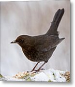 Mrs Blackbird And The Peanuts Metal Print