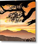 Mt Diablo Framed By An Oak Tree Metal Print