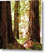 Muir Woods Metal Print