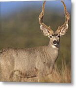 Mule Deer Buck In Dry Grass Metal Print