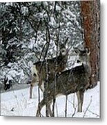Mule Deer Does In A Snowfall Metal Print